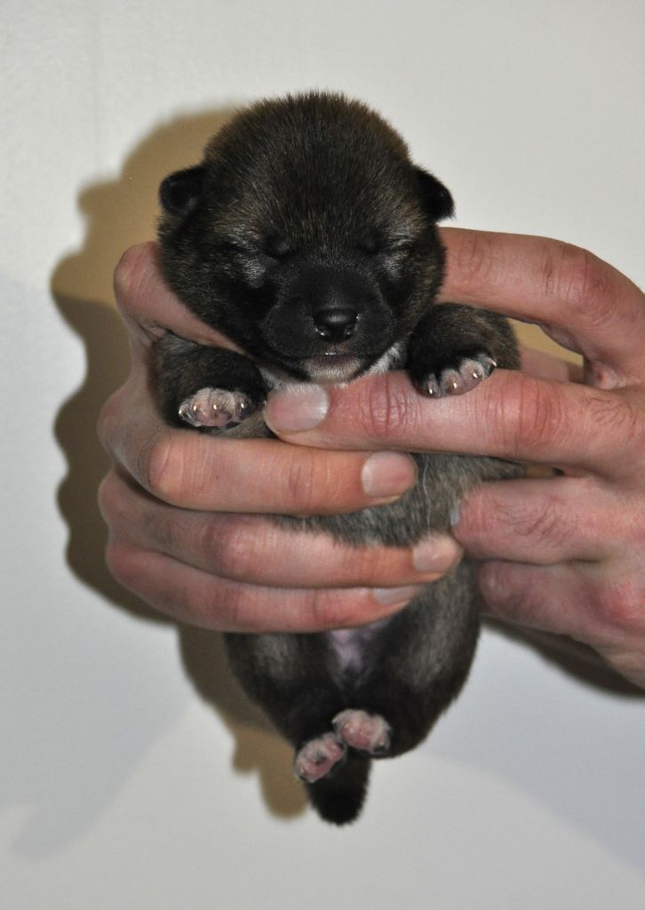 Jester's Cronies - Chiot disponible  - Shiba