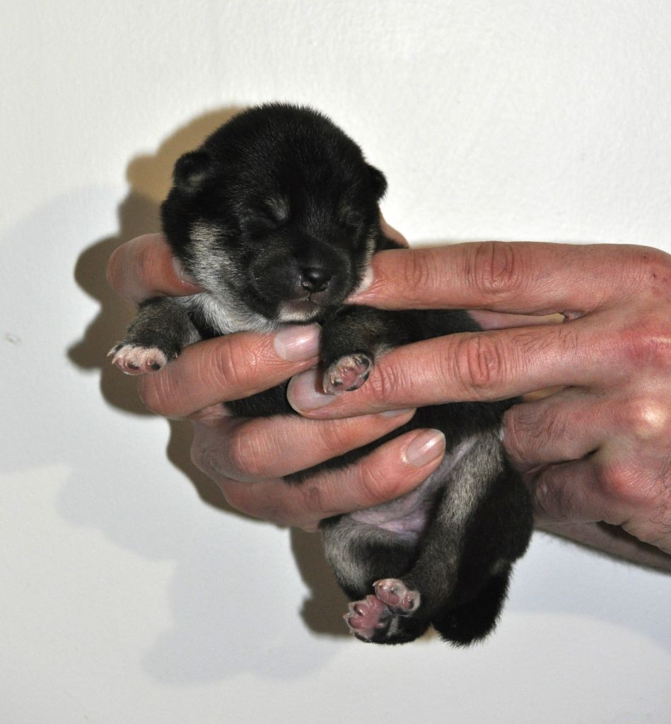 Jester's Cronies - Chiot disponible  - Shiba