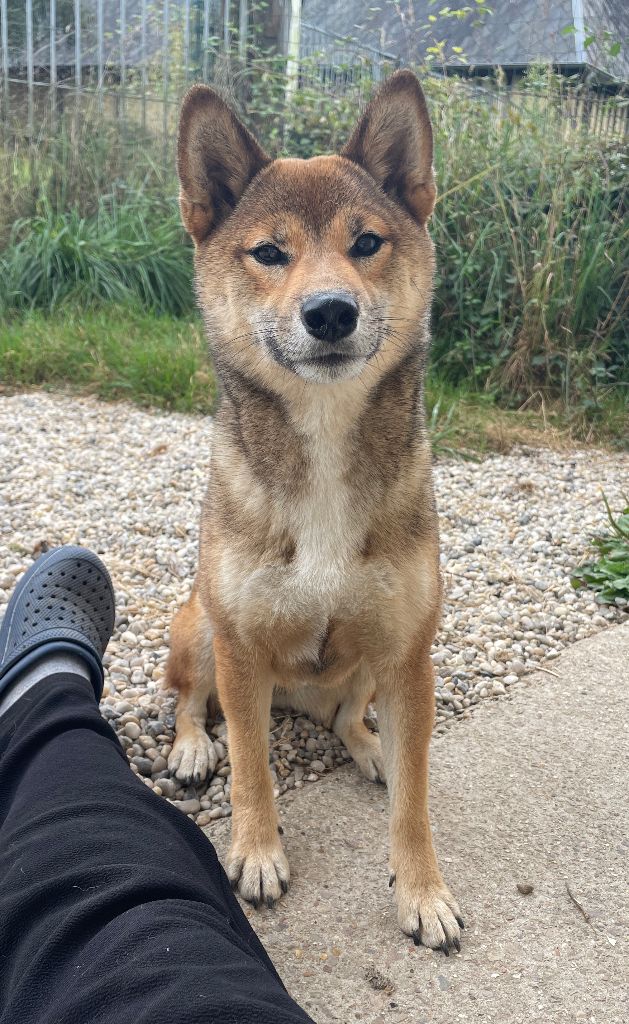 Jester's Cronies Viva la vida