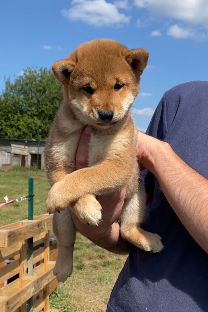Jester's Cronies - Chiots disponibles - Shiba