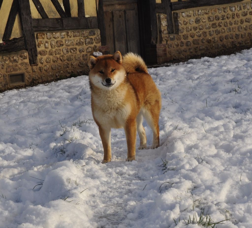 Jester's Cronies - Chiots disponibles - Shiba