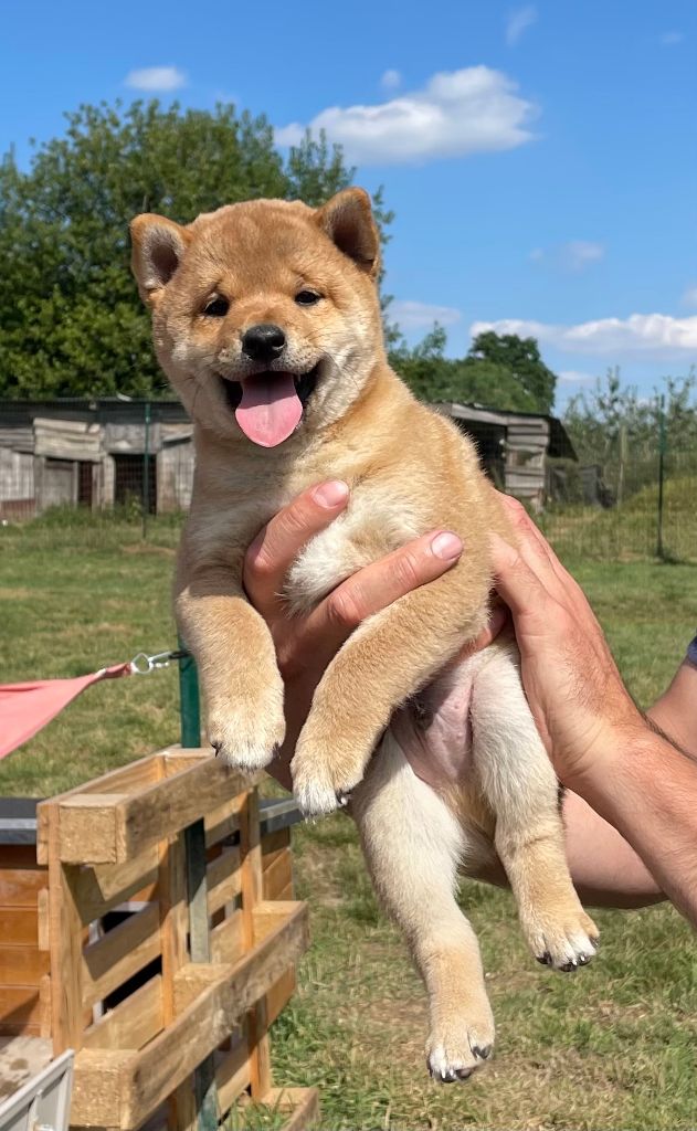 Jester's Cronies - Chiots disponibles - Shiba