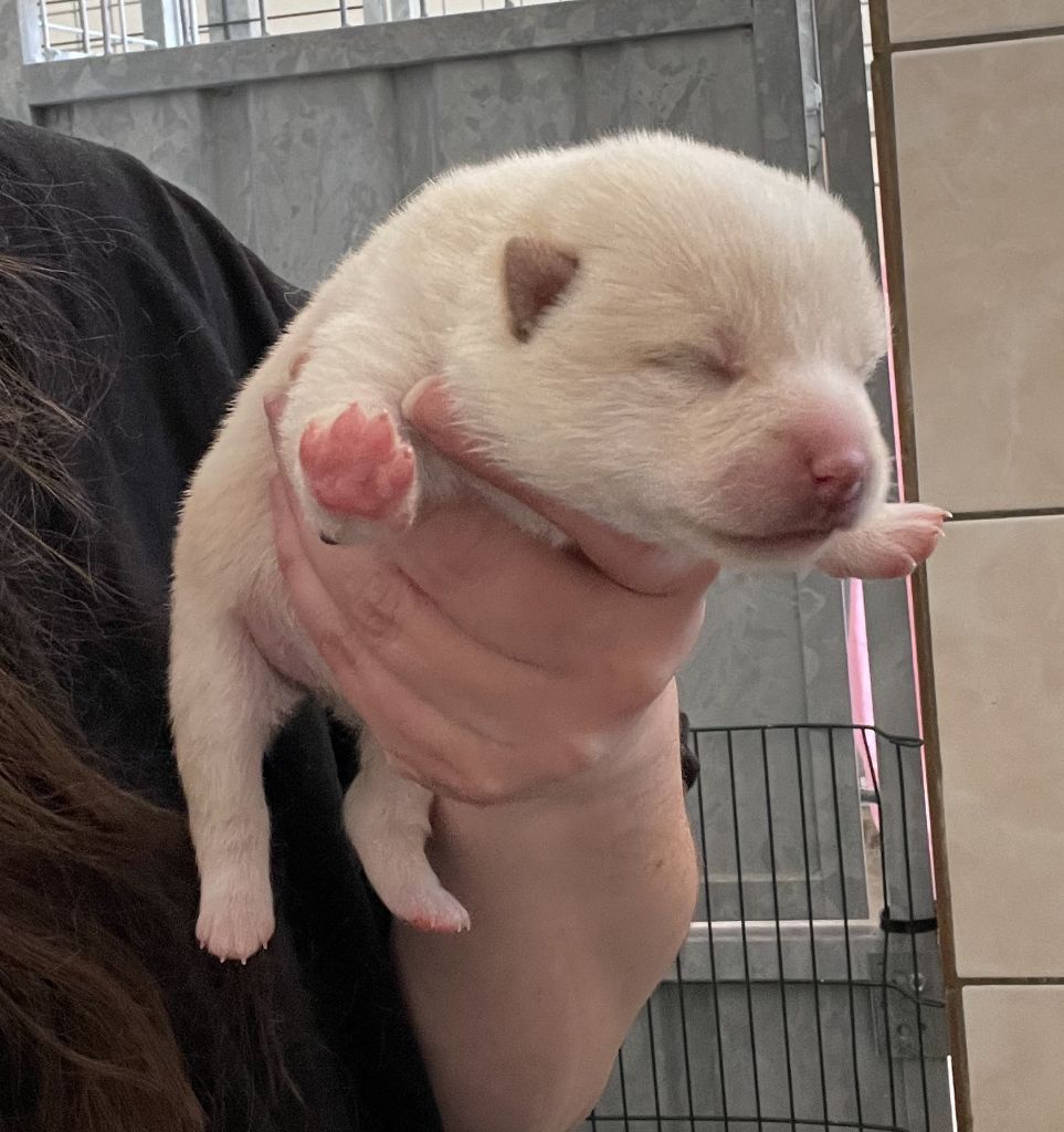 Jester's Cronies - Chiots disponibles - Shiba