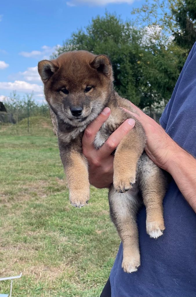 Jester's Cronies - Chiots disponibles - Shiba