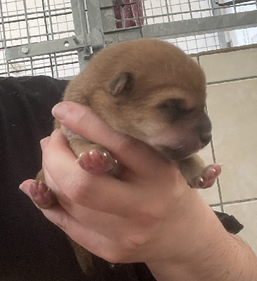 CHIOT