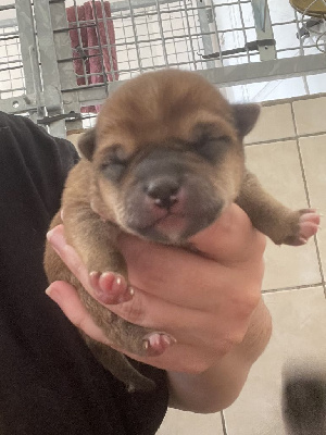 CHIOT