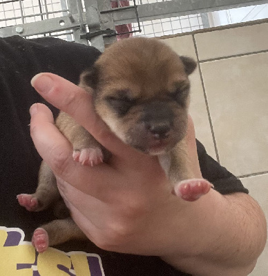 CHIOT