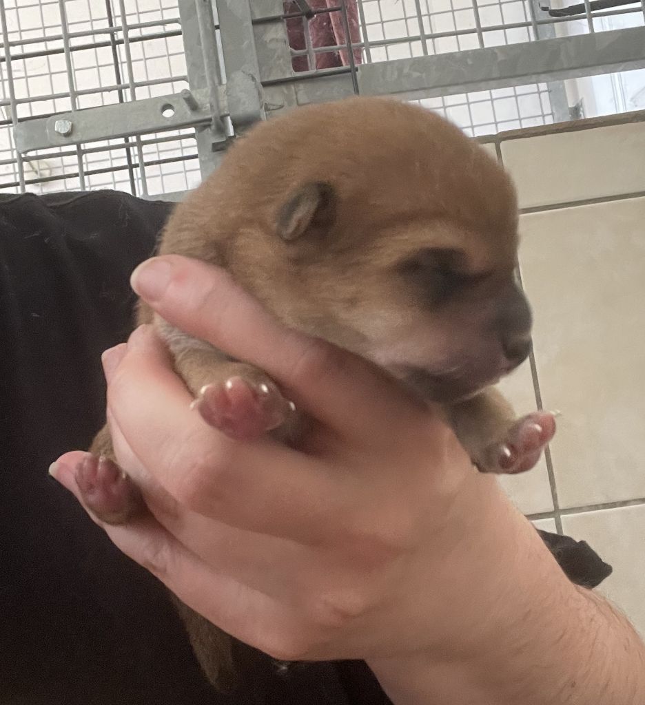 Jester's Cronies - Chiots disponibles - Shiba