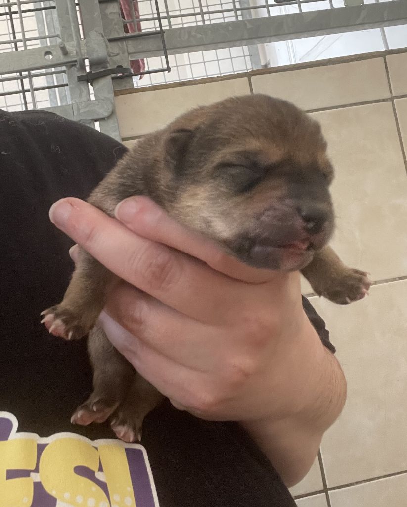 Jester's Cronies - Chiots disponibles - Shiba