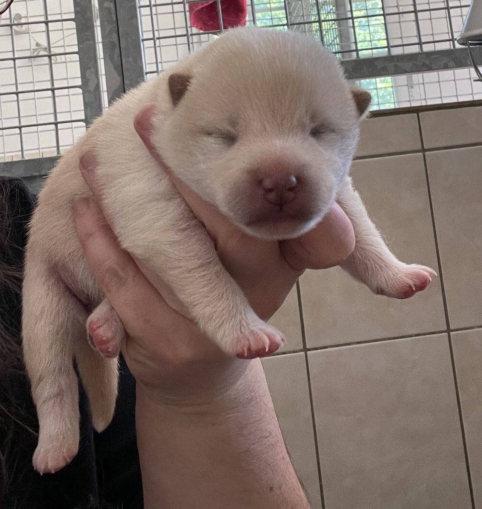 Jester's Cronies - Chiots disponibles - Shiba