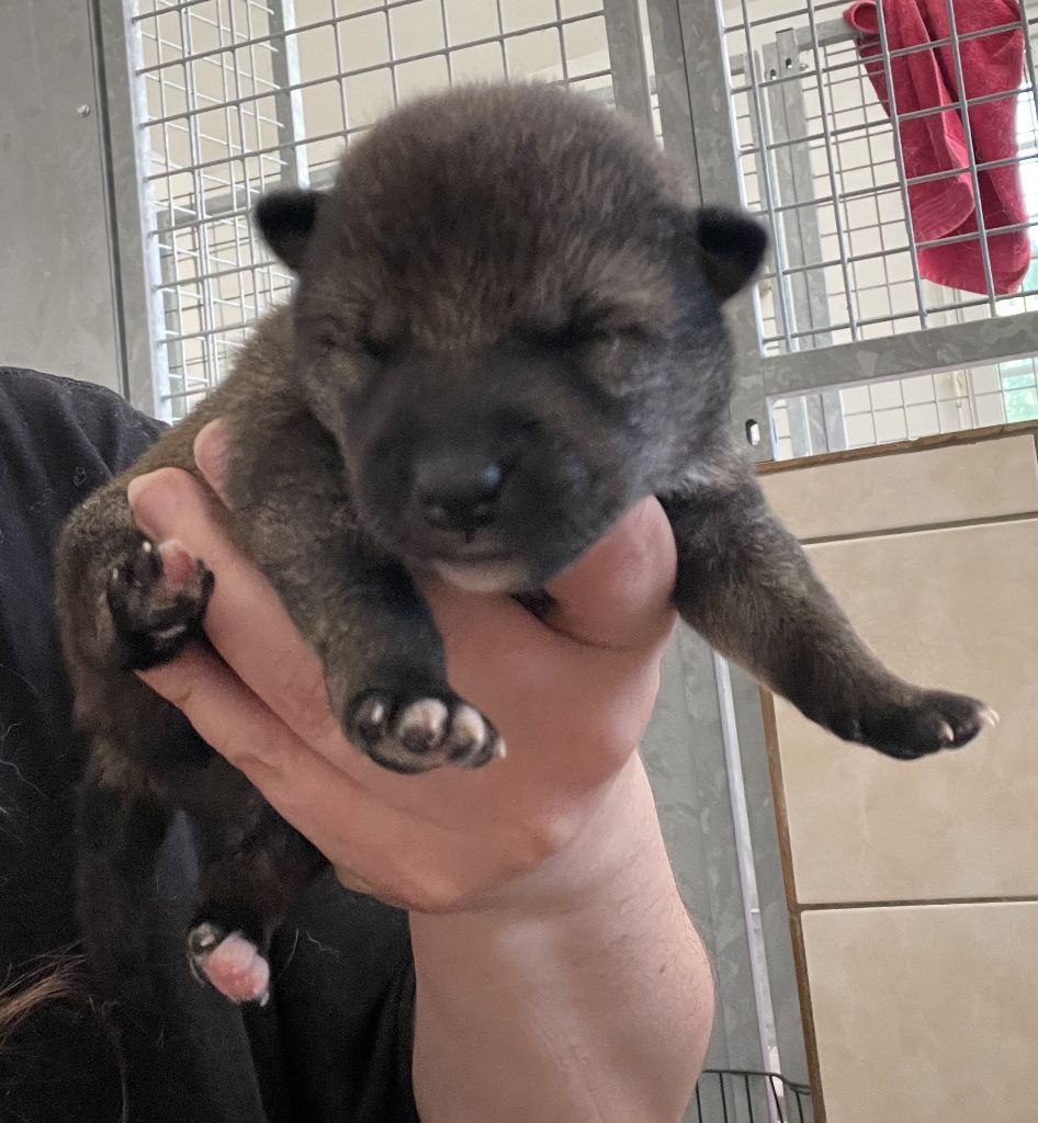 Jester's Cronies - Chiots disponibles - Shiba