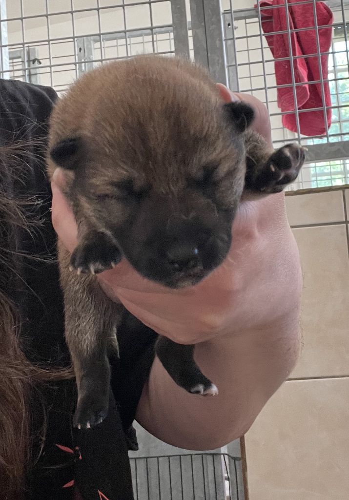 Jester's Cronies - Chiots disponibles - Shiba