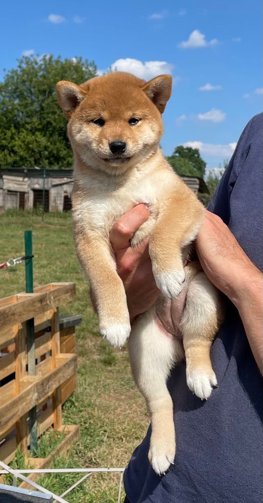 Jester's Cronies - Chiots disponibles - Shiba