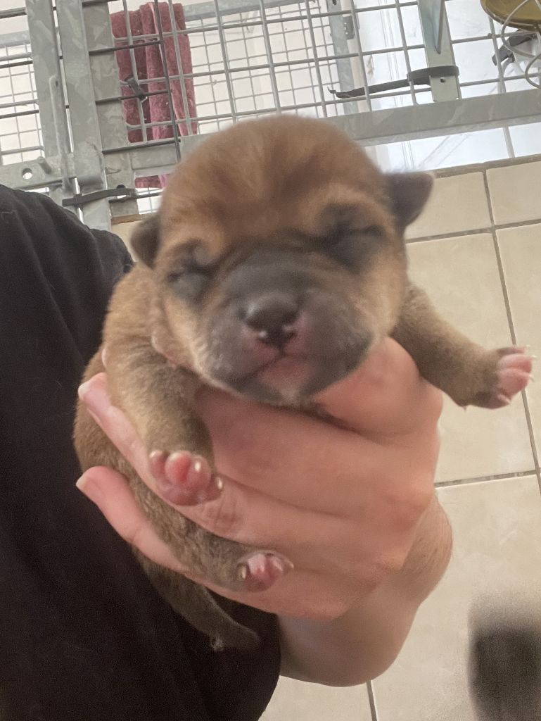 Jester's Cronies - Chiots disponibles - Shiba
