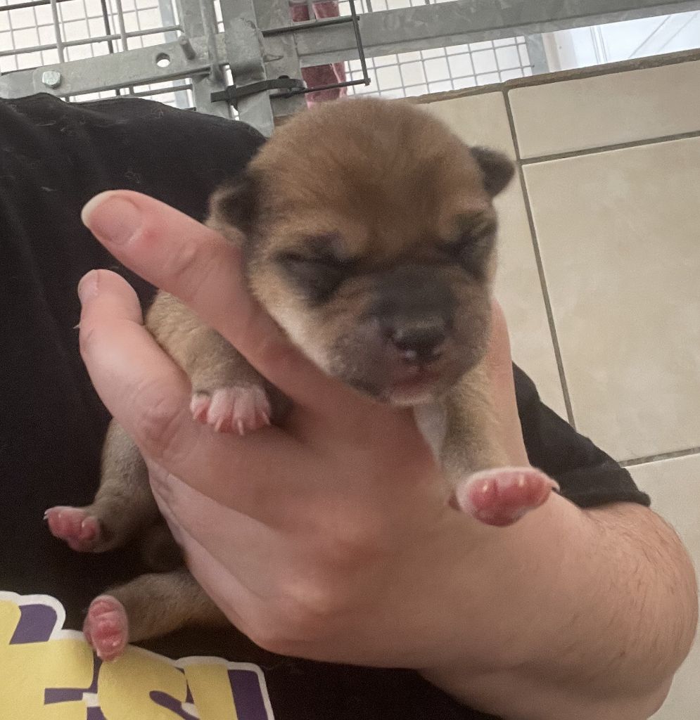 Jester's Cronies - Chiots disponibles - Shiba
